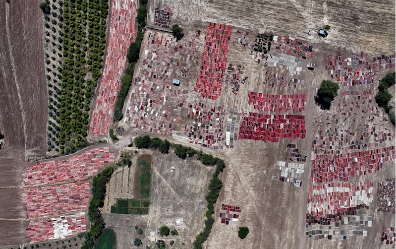 Kavurucu sıcaklar, tarlalara serilen halıların daha fazla pastelleşmesini sağlayacak